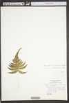 Phegopteris connectilis