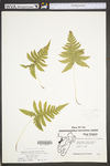 Phegopteris connectilis