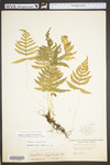 Phegopteris connectilis