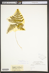 Phegopteris hexagonoptera