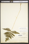 Phegopteris hexagonoptera