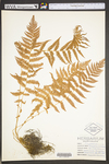 Thelypteris noveboracensis