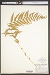 Thelypteris noveboracensis