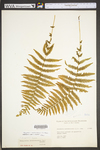 Thelypteris noveboracensis