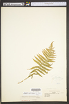 Thelypteris noveboracensis