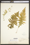 Thelypteris noveboracensis
