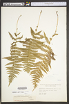 Thelypteris noveboracensis