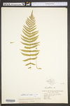 Thelypteris noveboracensis