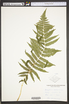 Thelypteris noveboracensis