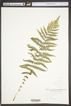 Thelypteris noveboracensis