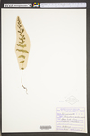 Thelypteris noveboracensis