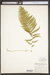 Thelypteris noveboracensis