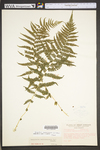 Thelypteris noveboracensis