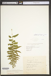 Thelypteris noveboracensis