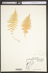 Thelypteris noveboracensis
