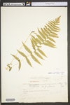 Thelypteris noveboracensis
