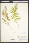 Thelypteris noveboracensis