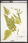 Thelypteris noveboracensis