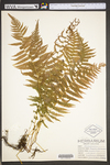 Thelypteris noveboracensis