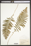 Thelypteris noveboracensis