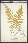 Thelypteris noveboracensis