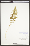 Thelypteris noveboracensis