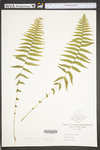 Thelypteris noveboracensis