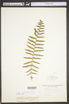 Thelypteris palustris var. pubescens