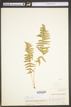 Thelypteris palustris var. pubescens