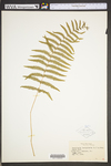 Thelypteris palustris var. pubescens