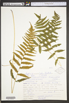 Thelypteris simulata