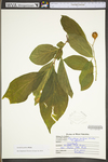 Thelypteris noveboracensis