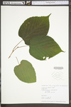 Tilia americana var. americana