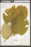 Tilia americana var. americana