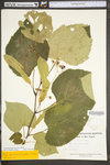 Tilia americana var. heterophylla