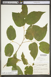 Tilia americana var. americana