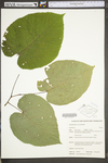 Tilia americana var. americana