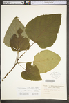 Tilia americana var. heterophylla