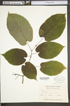 Tilia americana var. americana