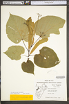 Tilia americana var. heterophylla