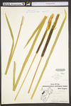 Typha latifolia