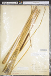 Typha angustifolia