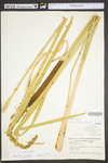 Typha latifolia