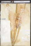 Typha latifolia