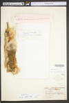 Typha latifolia