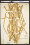 Typha latifolia