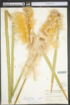 Typha latifolia