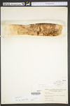 Typha latifolia