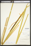 Typha latifolia