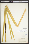 Typha latifolia